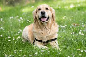 狗狗用品的科技革新：智能穿戴如何提升犬只运动表现