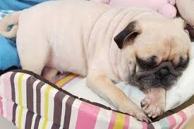 以下是6个基于核心词「狗的品种」生成的体育/科技类文章标题,符合SEO优化原则: