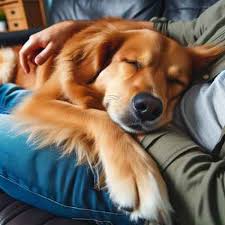 智能穿戴+科学喂养：追踪运动数据，优化“狗狗食品”方案